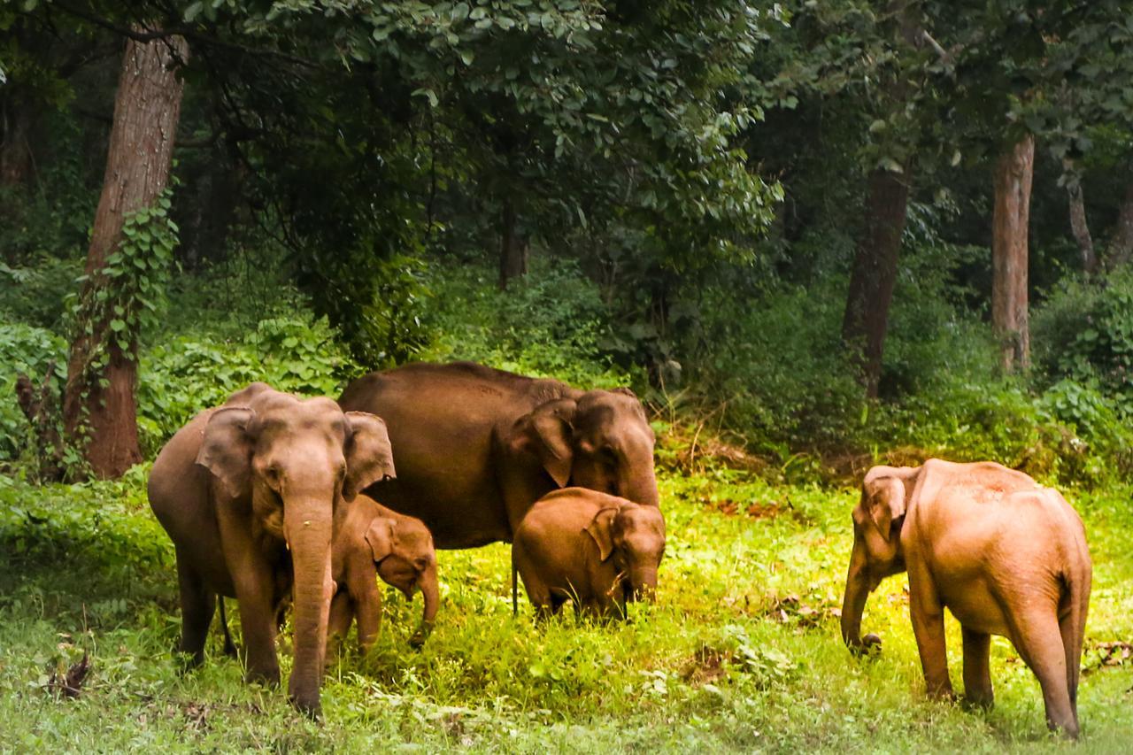 Kings Sanctuary Nagarhole & Kabini Hunsur Exteriör bild